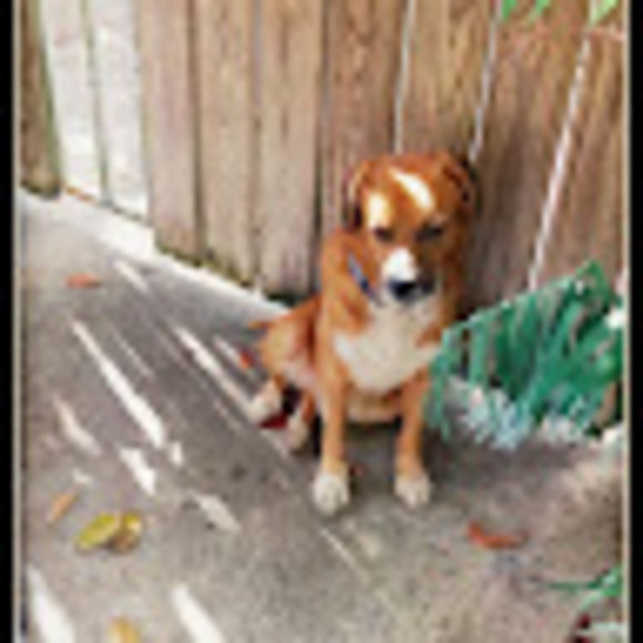 Meet your Posher, Shary - Picture 1 of 1